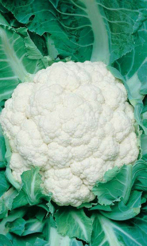 Капуста цветная ЭКСПРЕСС МС