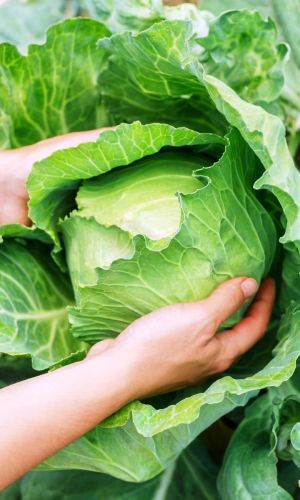 Капуста ДИТМАРШЕР ФРЮЕР &mdash; Немецкая селекция! Короткая внутренняя кочерыга! Раннеспелый! Выдерживает заморозки!