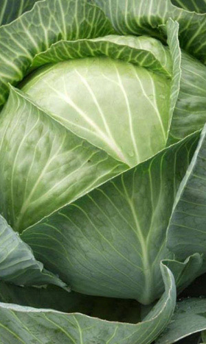 Капуста ЭКСТРА F1