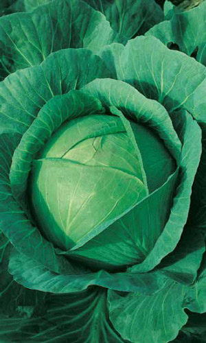 Капуста КАМЕННАЯ ГОЛОВА (КАМЕННА ГЛОВА)