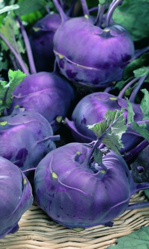 Капуста кольраби ВИОЛЕТА