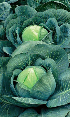 Капуста МЕНЗА F1