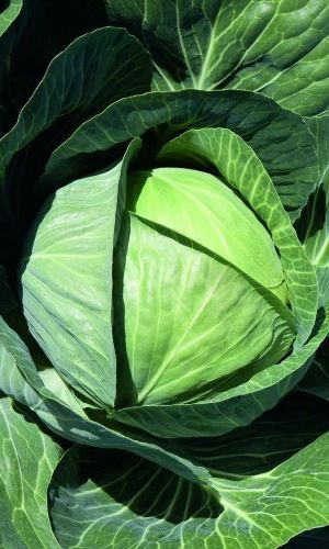 Капуста МОСКОВСКАЯ ПОЗДНЯЯ 15 (большой пакет) &mdash; Семян в 3 раза больше, чем в обычном пакете!