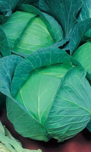 Капуста МОСКОВСКАЯ ПОЗДНЯЯ 15