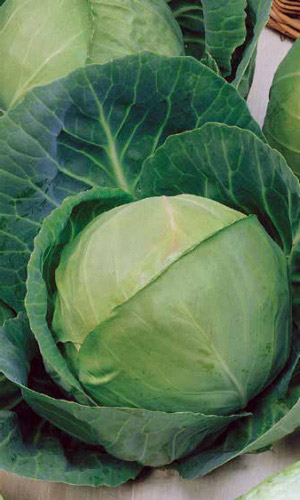 Капуста НАДЕЖДА