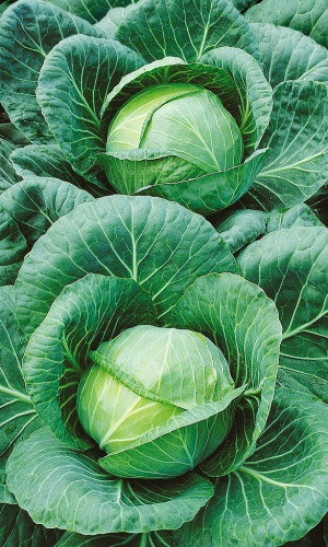 Капуста НОМЕР ПЕРВЫЙ ГРИБОВСКИЙ 147