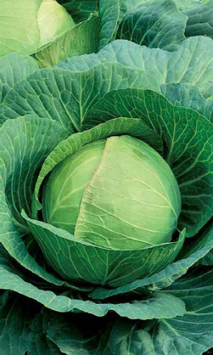 Капуста ПОДАРОК