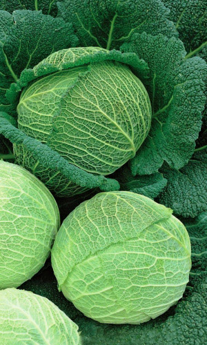 Капуста савойская УРАЛЬСКАЯ