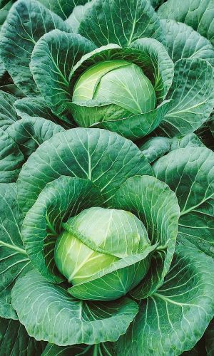 Капуста ТАЙНИНСКАЯ &mdash; Великолепный килоустойчивый сорт! Хрустящая в квашении, долежит до весны!