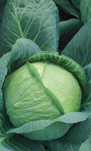 Капуста ВСЕМ НА ЗАВИСТЬ® F1