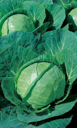 Капуста ЗИМОВКА 1474