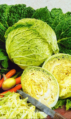 Капуста савойская ЗОЛОТАЯ РАННЯЯ