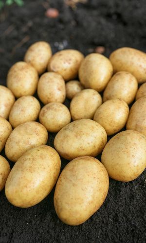 Картофель ИННОВАТОР