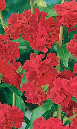 Кларкия изящная РУБИНОВАЯ