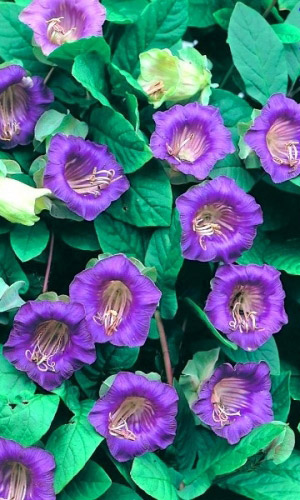 Кобея СКАНДЕНС