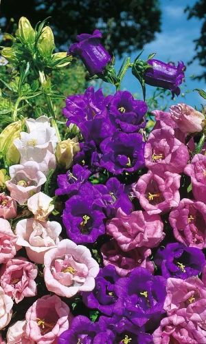 Колокольчик средний СИМФОНИЯ