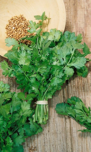 Кориандр (Кинза) КАРИБЕ