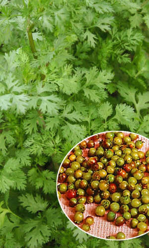 Кориандр (Кинза) ЯНТАРЬ