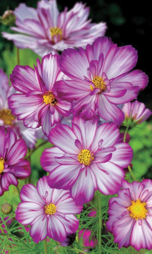 Космея КАРУСЕЛЬ