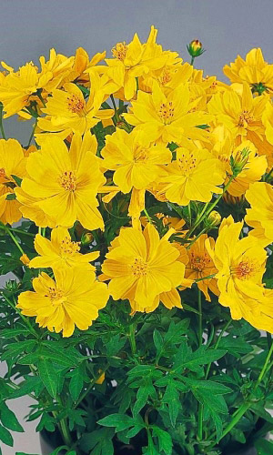 Космея СОЛНЕЧНАЯ ЖЁЛТАЯ