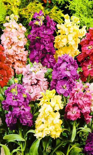 Левкой ВЕСЁЛЫЙ ГНОМ