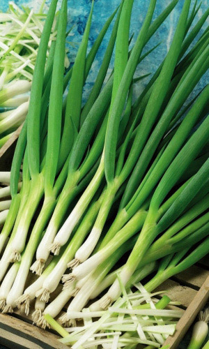 Лук батун СИБИРЯК