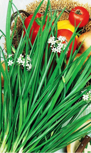 Лук душистый АПРИОР