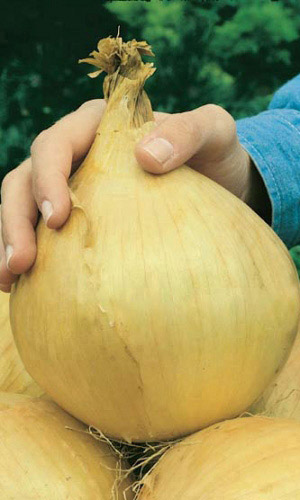 Лук репчатый ЭКСИБАШЕН ДАБЛ ГИГАНТ