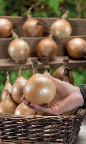 Лук репчатый ХАЛЦЕДОН