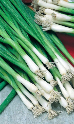 Лук на зелень НУБУКА ЭВИГРИН