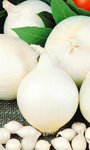 Лук репчатый АЛЬБА