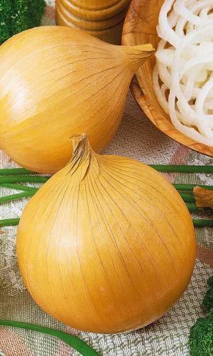 Лук репчатый ЛУГАНСКИЙ