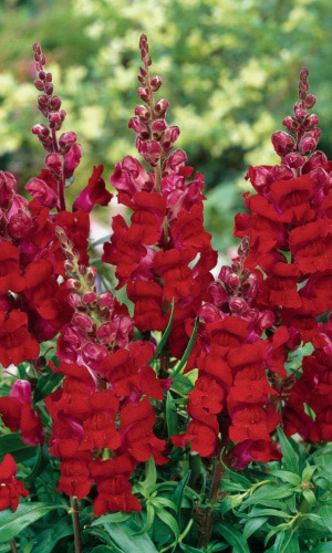 Львиный зев РУБИНОВО-КРАСНЫЙ БУКЕТ