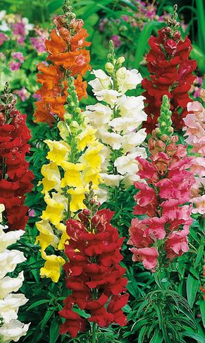 Львиный зев низкорослый РАДУГА