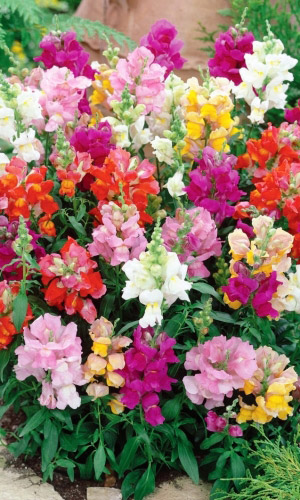 Львиный зев ТОМ ТАМБ