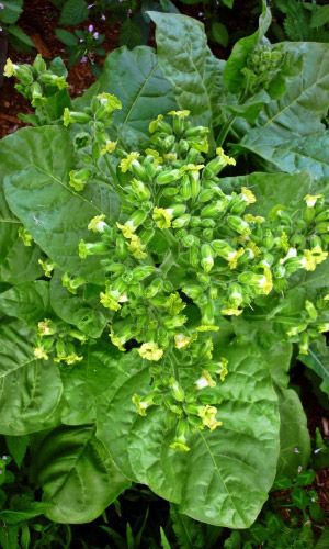 Махорка РУССКАЯ