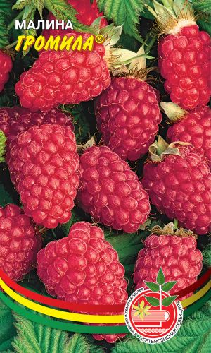 Малина ГРОМИЛА