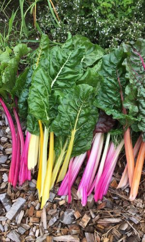 Мангольд СВЕТОФОР