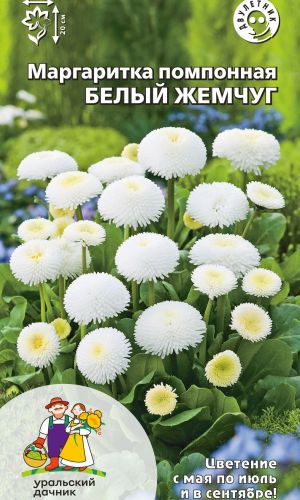 Маргаритка БЕЛЫЙ ЖЕМЧУГ