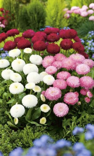 Маргаритка МОНПАНСЬЕ