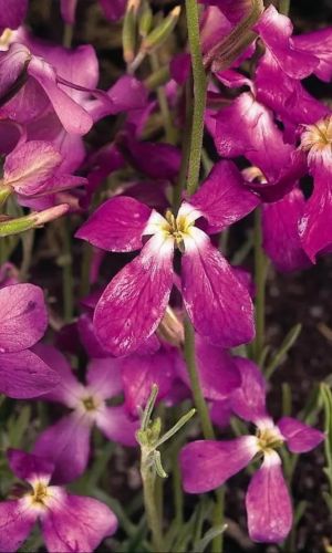 Маттиола двурогая ЛИЛОВО - РОЗОВАЯ