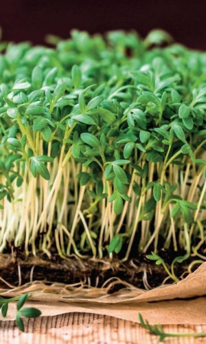 Микрозелень КРЕСС–САЛАТ