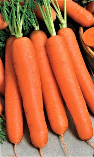 Морковь АЛТАЙСКАЯ САХАРНАЯ