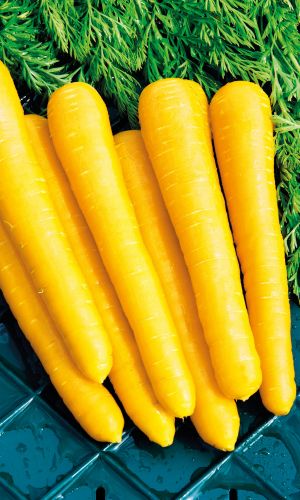 Морковь ЧУДО ЧУДНОЕ