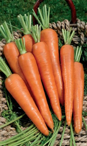 Морковь ЧУДО НА РЕКОРД