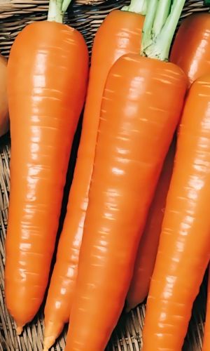 Морковь КОРОЛЕВА ОСЕНИ