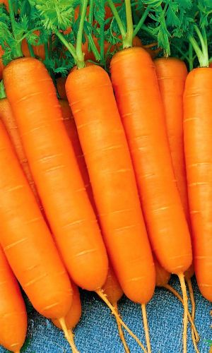 Морковь РОЯЛ ФОРТО