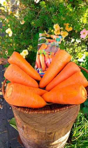 Морковь ШАНТЕНЭ РОЯЛ