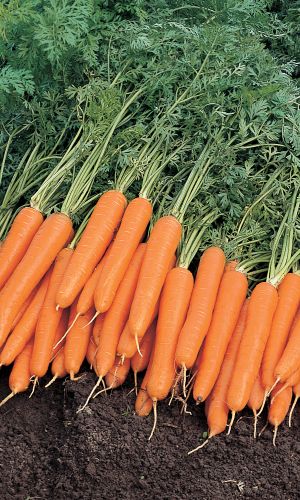 Морковь ТИП ТОП F1