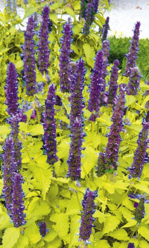 Мята (агастаха) ЗОЛОТОЙ ЮБИЛЕЙ